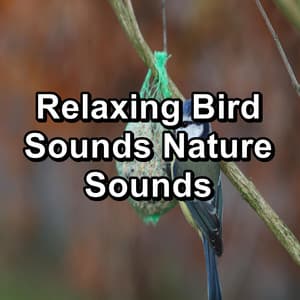 Relaxing Bird Sounds Nature Sounds - Bird Sound Collectors