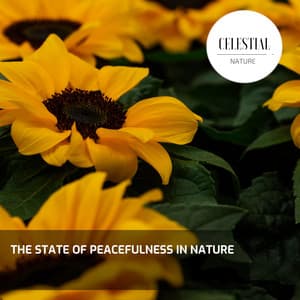 The State of Peacefulness in Nature - Nature Radiance