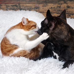 Harmonic Binaural Pet Bliss: Calming Theta Frequencies for Serene Moments - Zen Sounds