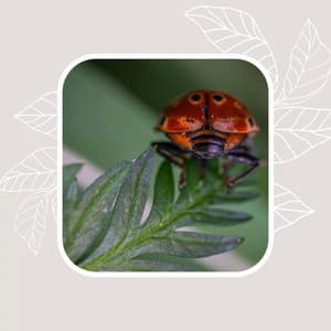 Personal Wellness - Elevator Background Music Sensation