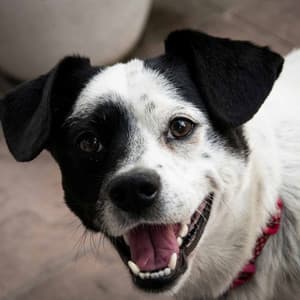 Backdrop for Dog Memories - Puppy Sleeping Sounds