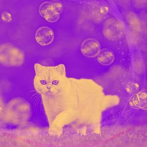 Vivacious Background for Relaxing Pet Sounds - Calming Cat Music