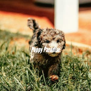 Puppy Paradise - Relaxing Dog Music