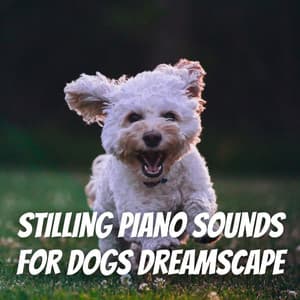 Stilling Piano Sounds for Dogs Dreamscape - PianoPinceOfAnime