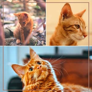 Music for Unwinding Kittens - Calming Music for Cats