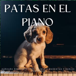 Patas En El Piano: Cascada Relajante Para Calmar A Mascotas Y Darles Comodidad - Aguas Naturales