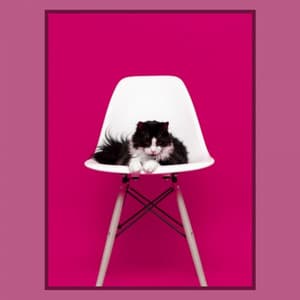 Feelings for Anxious Kitty - Cat Music Studio