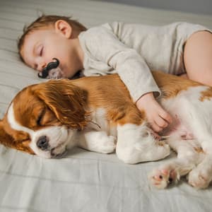 Lofi Pet Naptime Oasis: Relaxing Soundscapes - StreaMode