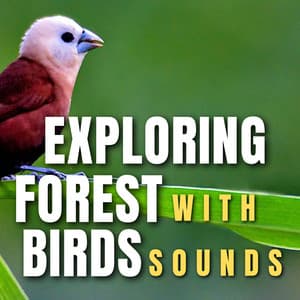 Exploring Forest with Birds Sounds - Bird Songs
