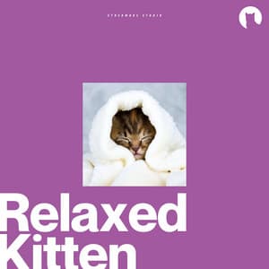 Relaxed Kitten - Relax My Kitten