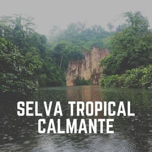 Selva Tropical Calmante - Sonidos De Lluvia