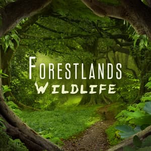 Forestlands Wildlife: Calming Nature Music, Outside Meditation Practice - Nature Tribe