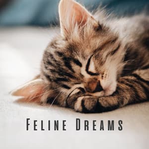 Feline Dreams: Chill Music for Cats - Happy Chillout Playlist