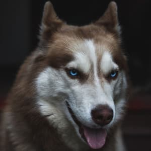 Cultured Piano Jazz - Ambiance for Resting Dogs - Music For Your Dog