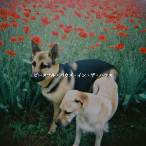 ピースフル・パウズ・イン・ザ・ハウス - Jazz Radio