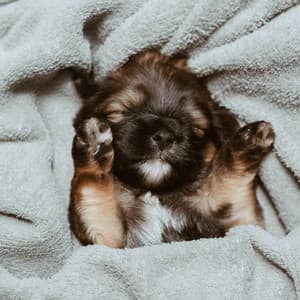 Puppy Sleep - Sleepy Puppy
