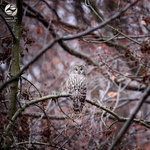 Wilderness Nocturnes - Mystic Nature