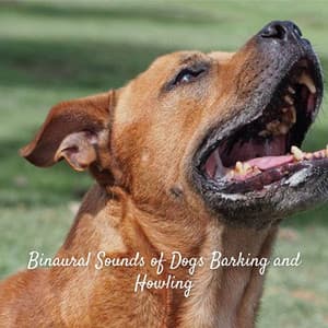 Binaural Sounds of Dogs Barking and Howling - Binaural Beats MT