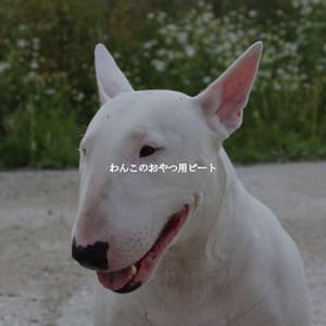 わんこのおやつ用ビート - Instrumental Study Music