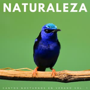 Naturaleza: Cantos Nocturnos En Verano Vol. 1 - Aves y Ranas Radio 1