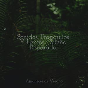 Sonidos Tranquilos Y Lentos | Sueño Reparador - Meditation Relaxation Club