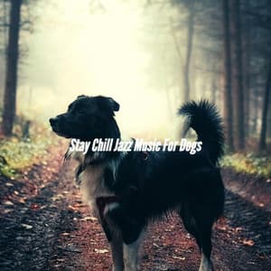 Stay Chill Jazz Music For Dogs - Calming Jazz For Dogs