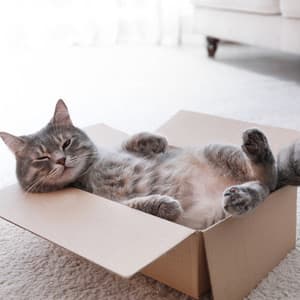 Quiet Cat Tunes: Music for Feline Rest - Harlem Jazz Guitar Quartet