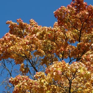 Feel The Beat - Upbeat Instrumental Music