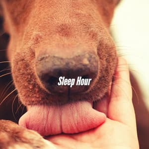 Sleep Hour - Dog Relaxation Music