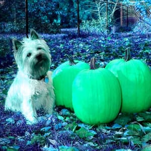 Music for Morning Puppy Exercise - Alto Sax - Puppy Music