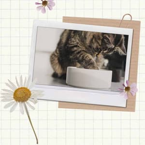 Sort - Lonely Cat - Calm Cat Music