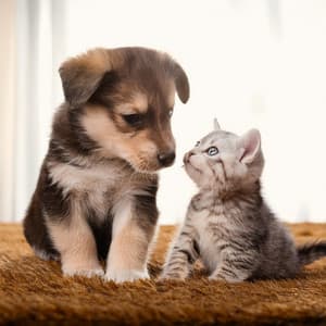 Música Relajante Para El Bienestar De Las Mascotas - El Camino