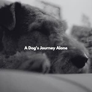 A Dog's Journey Alone - Sunday Morning Music Classics
