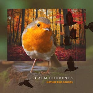 Calm Currents - Nature Bird Sounds