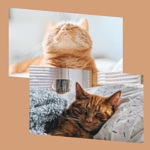 Acoustic Smooth Jazz Guitar - Background for A Quiet Cat - Cat Music Studio