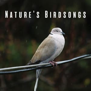 Nature's Birdsongs: Calming Rain and Chill Music for Cats - Rain Mozart