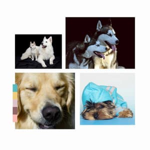 Smooth Jazz Chill Out - Ambiance for Dog Calming - Music for Dogs Radio