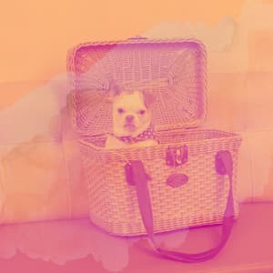 Amazing Background Music for Dogs at Home Alone - Famous Doggy Music