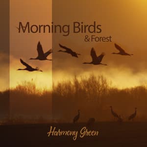 Morning Birds & Forest: Perfect for Daily Meditation - Harmony Green