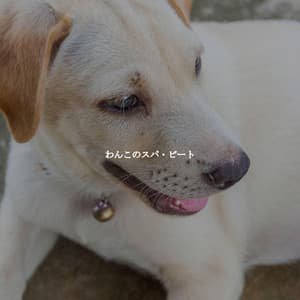 わんこのスパ・ビート - Musica Relajante Clásico