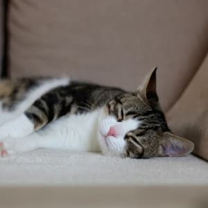 Feline Melodies: Cat's Jazz Piano Dreamland - Classical Piano Music Masters