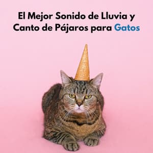 El Mejor Sonido De Lluvia Y Canto De Pájaros Para Gatos - Lluvia en el Bosque