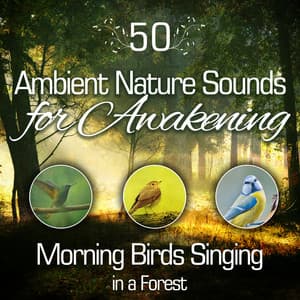 50 Ambient Nature Sounds for Awakening: Morning Birds Singing in a Forest – Meditation, Yoga Mantra to Release Stress & Relaxation Music - Singing Birds Zone