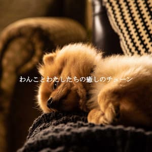 わんことわたしたちの癒しのチューン - Easy Listening Instrumental Music