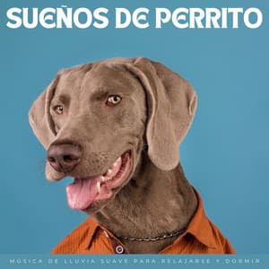Sueños De Perrito: Música De Lluvia Suave Para Relajarse Y Dormir - Sonidos de lluvia y sonidos de la naturaleza
