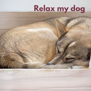 Dog Chill - Música Para Cães Adormecidos
