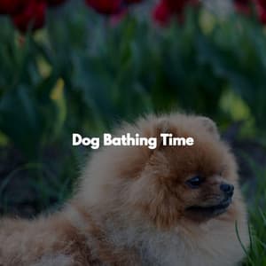 Dog Bathing Time - Music for Productivity
