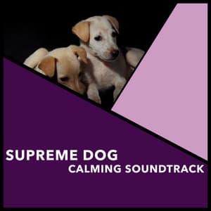 Supreme Dog Calming Soundtrack - Dogs Music Therapy