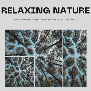 Relaxing Nature Forest Ambience Meditation , Loopable - Brown Noise Warriors