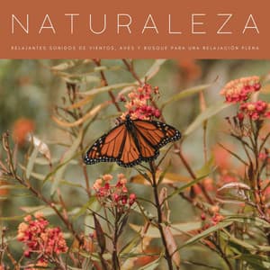 Naturaleza: Relajantes Sonidos De Vientos, Aves y Bosque Para Una Relajación Plena - Naturaleza FX